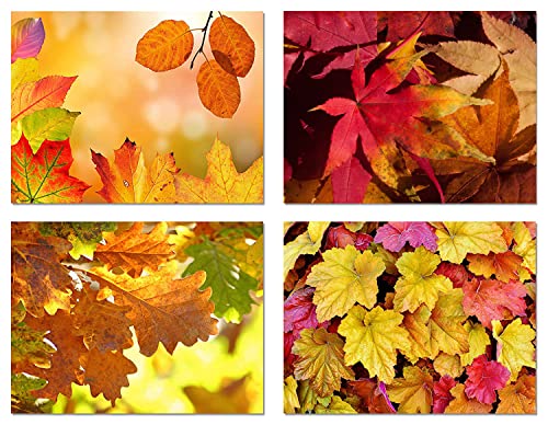 Small World Greetings Fall Leaves Cards 12 Count - Blank