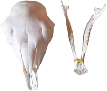 51RgHd0uJ4L._AC_UF350,