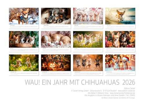 Edition Seidel Premium Kalender Wau Ein Jahr Mit Chihuahua 2026 Format DIN A3 Wandkalender Tiere Welpe Rüde Hündin Haustier Mode Lifestyle Zuhause Melanie Viola