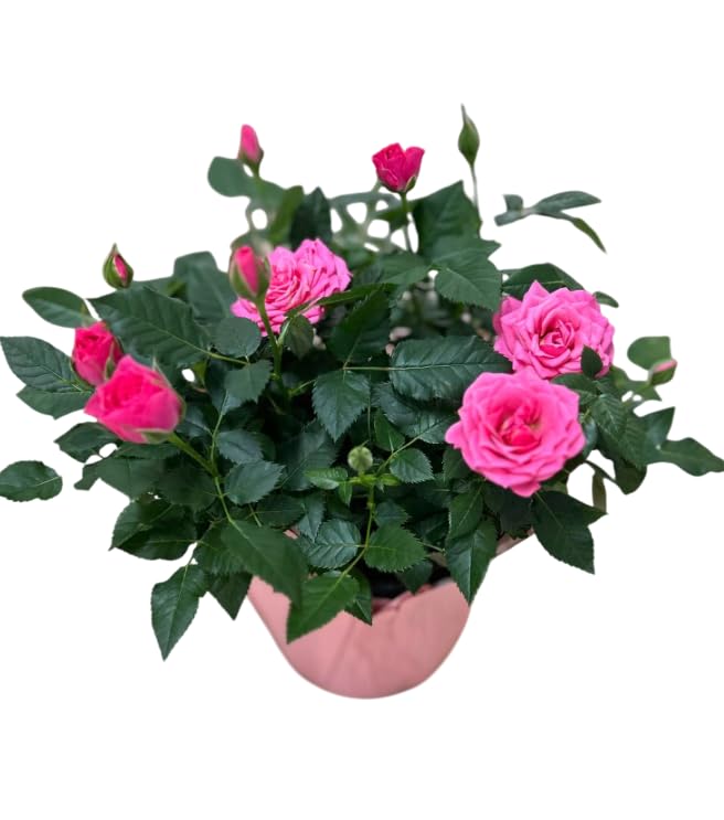 Live Miniature Rose Bush
