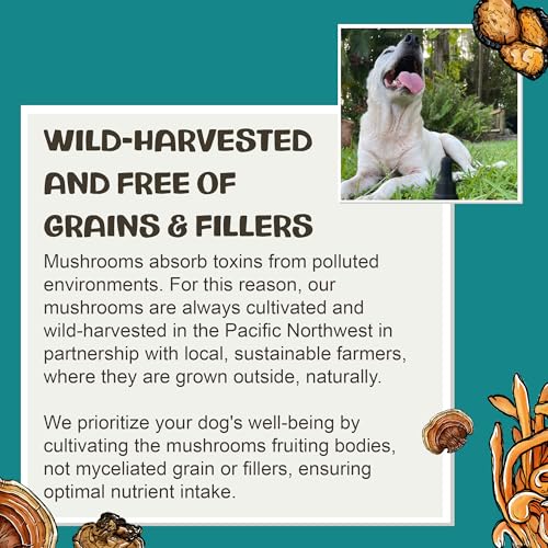 Image of MycoDog Breathe Dog Allergy Relief Drops 2 fl. oz.: Mushroom Extracts & Ashwagandha Tincture | Respiratory Support Itch Relief for Dogs | Chaga & Reishi Mushroom Blend