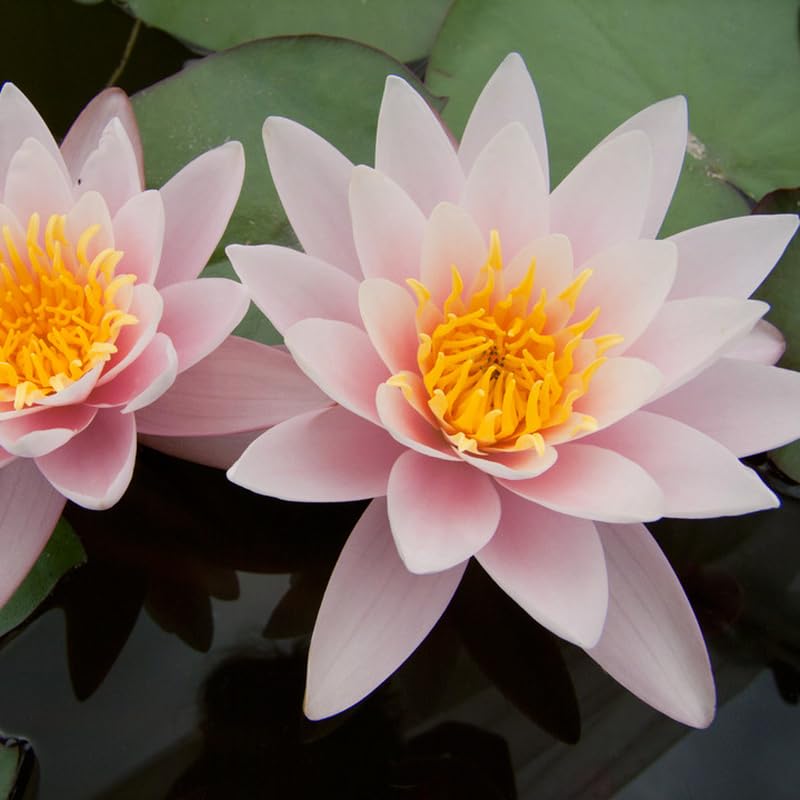 NINFEA RUSTICA RESISTENTE VARI COLORI (ROSA - Marliacea Carnea)