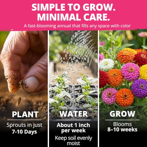 Image of HOME GROWN Zinnia Lilliput Mix Flower Seeds for Planting Spring 2026 - 2500 Seeds (2g) Zinnia elegans - Colorful Zinnia Seed Mix for Garden Beds, Containers & Cut Flowers, Easy Grow Zinnia Seeds