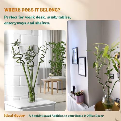 Image of Amulya Farms Set of 3 Live Bamboo Stick 50 cms with Organic Fertiliser | Indoor Vastu Plants for Home, Living Room, Office desk & Kitchen Decoration | Dancing Stems | Feng Shui |
