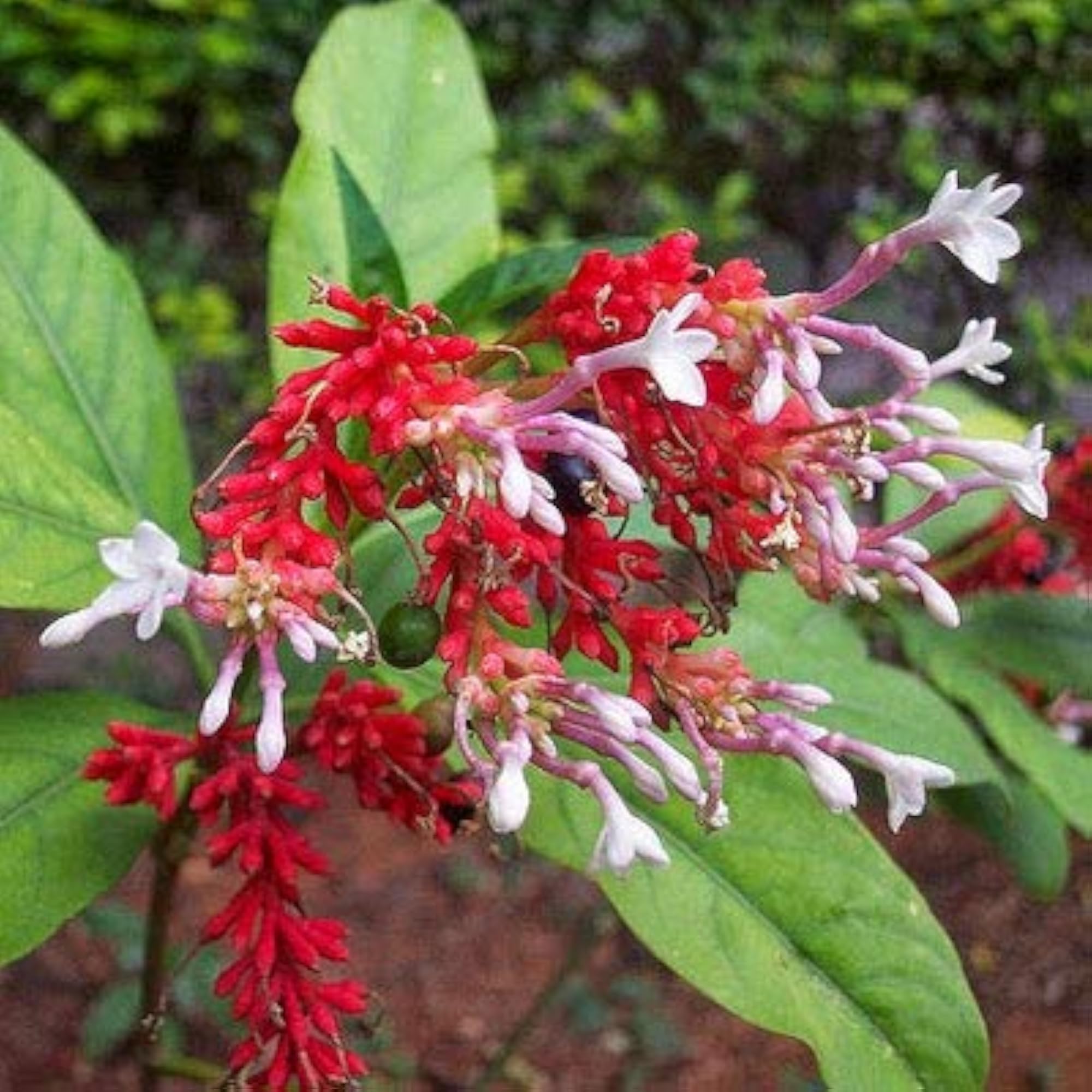 Neotea Rauvolfia Serpentina 300 G