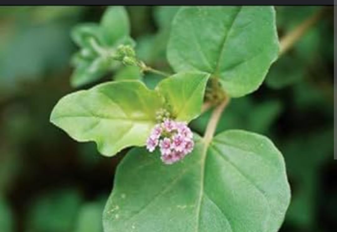 Boerhavia diffusa Punarnava Medicinal Herb Seeds 20 Nos | Mukirattai Plant, Saranai Keerai, Ayurvedic Herb, 20 Seeds Pack, Natural Garden Seeds-image-43