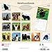 Newfoundlands | 2026 12 x 24 Inch (Hanging) Monthly Square Wall Calendar | Plastic-Free | BrownTrout | Animals Dog Breeds