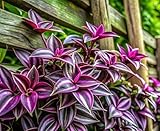 4 Moses in a Cradle Wandering Dude Cuttings to Grow | 3-4 Inches Long - Tradescantia Spiderwort Cuttings to Grow - Green and White - Easy to Grow Wandering Jew