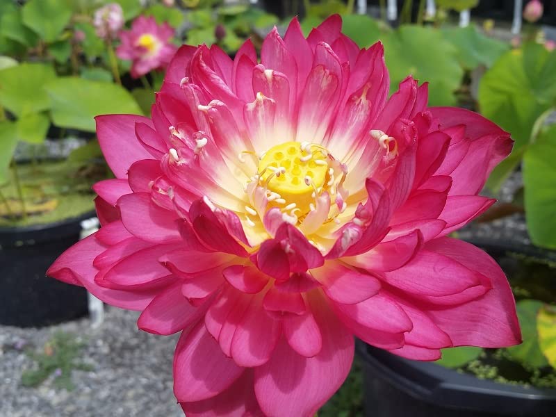Indian Gardens - Say green, Stay green, Grow green Indian Gardens - Lotus live plant Rare plant (Pretty Woman) Original color guarantee plant | Indoor |outdoor plant (Code 42) (B0BX6Q5QWJ) Amazon Price History, Amazon Price Tracker