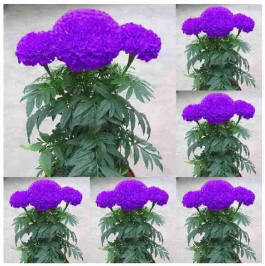 See full amazon price history chart for Nursery Live Rare French Marigold Purple Blue F1 Hybrid 30 Plant Seeds Nursery Live Rare French Marigold Purple Blue F1 Hybrid 30 Plant Seeds (B0CDXSV1QL) Amazon Price History, Amazon Price Tracker
