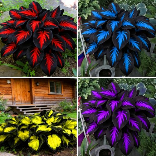 Mixrug Mix Hosta Seeds for Planting 280+pcs Rare Perennial Hosta Flower Seeds Plants Non-GMO Heirloom Long Blooming Shaded Entry Pathway Flowers for Garden Outdoors