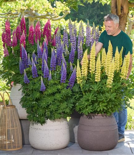 BALDUR Garten 3er Lupinen Lupinova Fantastic Colour Mix Pflanzen im 9 cm Topf Blickfang im Beet und Kübel lebendige Farben pflegeleicht und langlebig winterhart robust bienenfreundlich
