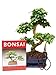 Zimmerbonsai Anfänger-Set"Liguster", ca. 9 Jahre alt, ca. 35-40 cm hoch