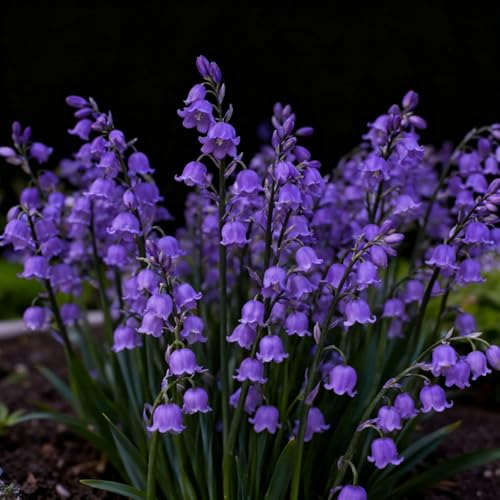 Rizoma de lirio de los valles, Lirio de los Valles resistentes, rizomas de jardín perennes, Lirio de los Valles raras para plantar en el jardín-3 Rizomas-g