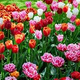 Tulipes Bulbes Super Collection   50 Bulbes de Fleurs à Planter Exterieur   Plantes Vivaces Exterieur   Rustique   Naturelle Plantes de Hollande (pas de graines, non artificielle)