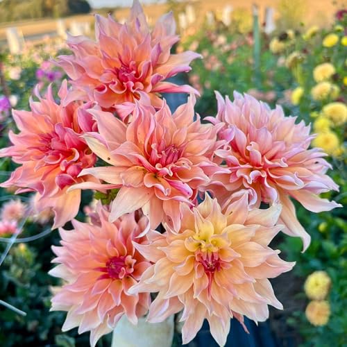100+ Dahlia Labyrinth Flower Seeds - Exotic Labyrinth Dahlia Seeds Non-GMO Seeds for Planting 100+ Dahlia Labyrinth Flower Seeds - Exotic Labyrinth Dahlia Seeds Non-GMO Seeds for Planting