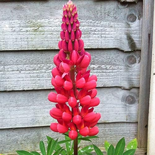 Miniatura 6 de Semillas Lupin Red Giant Tall Perenne Jardín Cortado Flores para Plantar No OGM