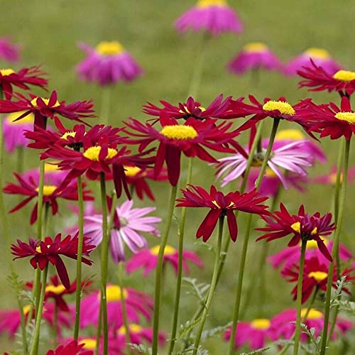 1000+ Pyrethrum Tanacetum Chrysanthemum Robinson's Plant Garden Flower Seed - Fresh Mix Color Flower Seeds #TOP1