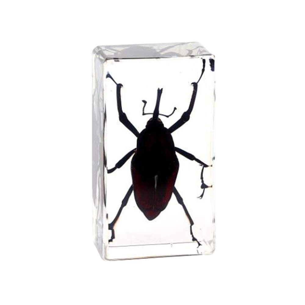 Rainbow_Road Real Insect Stag Beetle Specimen Resin Desk Paperweight Science Classroom Spade beetle Taxidermy Articulated Specimen for Science Education (Cyrtotrachelus longimanus)
