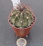 melocactus matanzanus seeds Vendiamo solo semi Portal Cool Melocactus Diersianus