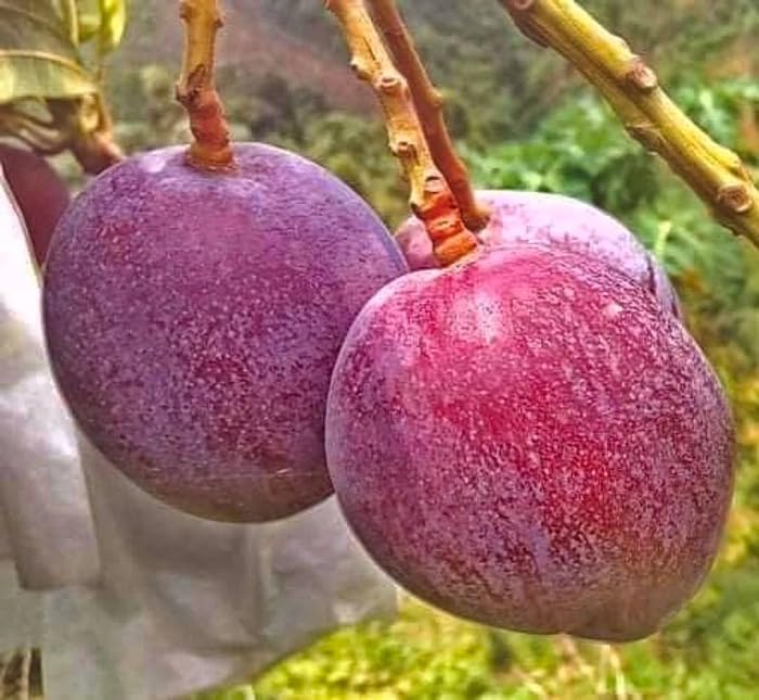 Natura GreenHouse Original American Red palmer mango fruit plant, live plant, rare red palmer mango fruit plant