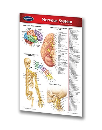 Nervous System Guide - Pocket Chart - Medical Quick Reference Guide by Permacharts