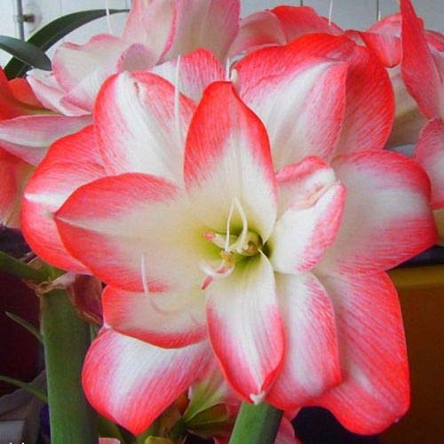 Amaryllis Bulbs 1 flower bulb Amazon.in Garden & Outdoors