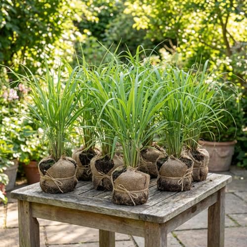 8 Lemongrass Plants Live 4-8 Inch Tall Large Fragrant Lemon Grass Herbs Stalks for Container Patio or Garden Well Rooted High Yield
