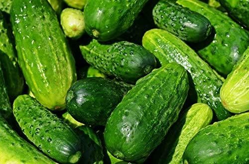 50 Straight Eight Cucumber Seeds - Heirloom Non-GMO USA Grown Vegetable Seeds for Planting - Pickling and Slicing Cucumber 50 Straight Eight Cucumber Seeds - Heirloom Non-GMO USA Grown Vegetable Seeds for Planting - Pickling and Slicing Cucumber
