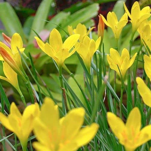 Rain Lily Flower Plant Live With Pot, Pack of 5 Bulbs By Zabbus Yellow Color (B0BQR8JT64) Amazon Price History, Amazon Price Tracker