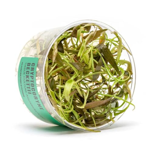 Ultum Nature Systems Cryptocoryne Beckettii Water Trumpet Tissue Culture Live Plant for Aquarium...