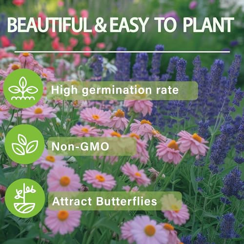 15+Rare Blue Maple Tree Seed Plant for Garden and Patio-Perennial Acer Palmatum Seed Non-GMO