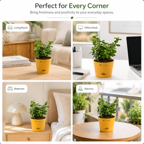 Image of Jade Plant with Pot | Live Jade Plant for Home Decor | Indoor Plant for Home & Office Desk | Lucky Zed Plant | Air Purifying Table Plant Gift