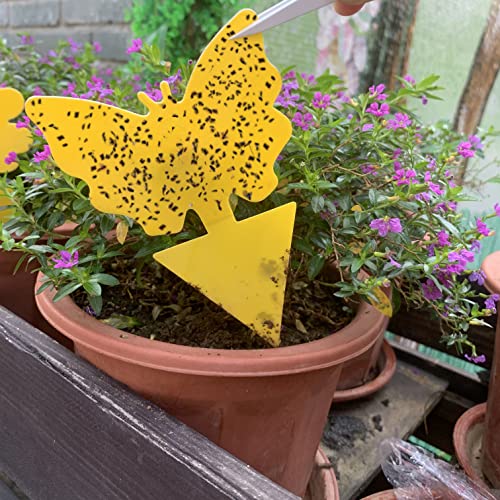 12-pack-Sticky-Fruit-Fly-and-Fungus-Gnat-Trap-Yellow-Sticky-Fly-Traps-Insect-Killer-for-Houseplant-indoor-and-outdoor-plants