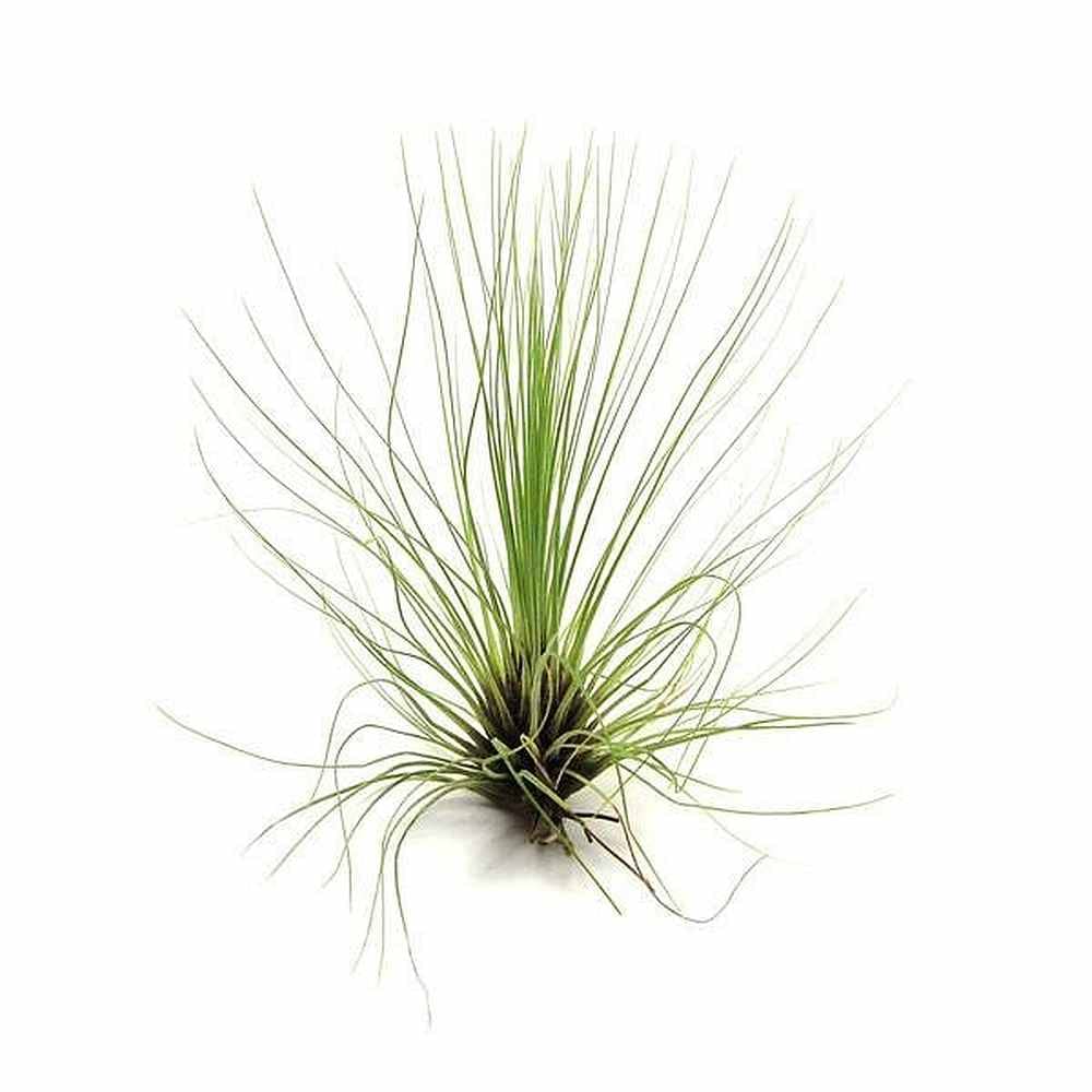 Air Plant - Easy to Keep House Airplant - Tillandsia Gift Bromeliad (Filifolia) — image 1