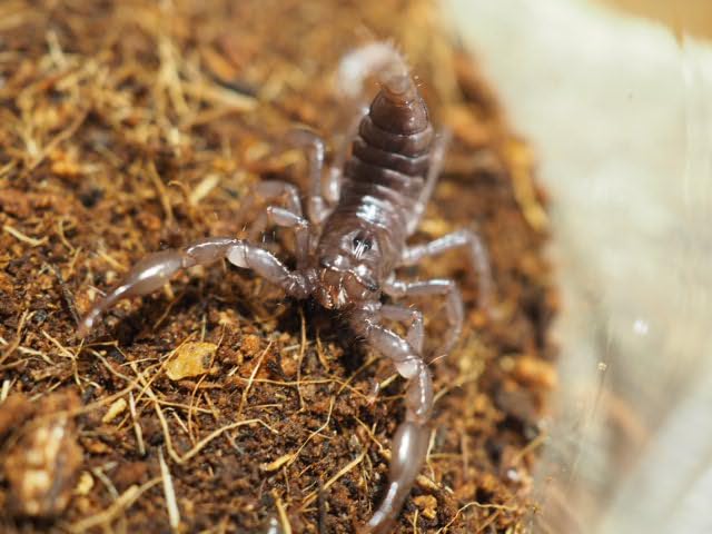 さそりページ 楽天市場】メンズ ペンダントトップ サソリ 蠍 サソリモチーフ