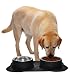 Dog Bowls, CATOOP Stainless Steel Pet Dog Bowls Food Water Feeding Bowl with No Spill Non-Skid Silicone Mat 54 oz Pet Bowls Feeder for Dogs Cats Puppies Pets, Set of 2(Black)