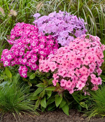 BALDUR Garten 3x Niedriger Phlox-Mix Flatscreen Knollen in Größe I reich blühende Farbmischung dichter Polsterwuchs Blickfang im Beet & Steingarten mehrjährig winterhart & pflegeleicht