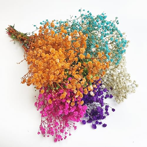 Preserved Baby's Breath Flores Secas Naturales 2 Unidades miniatura 1
