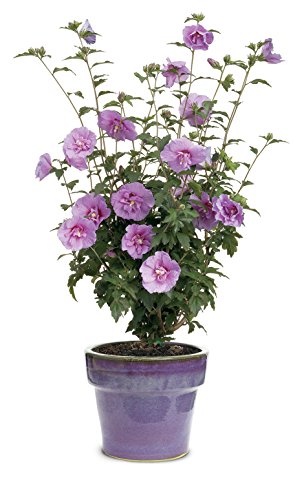 Lavender Chiffon (Hibiscus) Live Shrub, Light Purple Flowers, 4.5 in. Quart