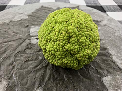 Concrete Hedge Apples, Pomifera, Hedge Balls, Osage Oranges, Hand Crafted, Made in USA, Cement Decoartive Hedge Apples, Home Decor by Concrete Resurrection (1)