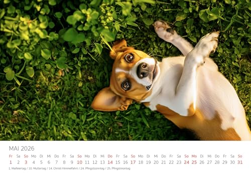 Edition Seidel Premium Kalender Beagle 2026 Format DIN A3 Wandkalender Hundekalender Hund Welpe Tierkinder Hunderasse Haustier