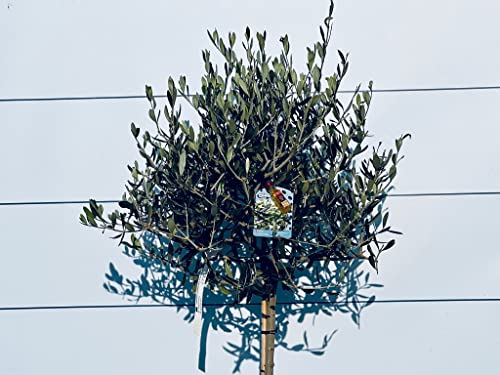 Olijfboom op stam, 160 cm hoog, Winterhard -18 - Image 4
