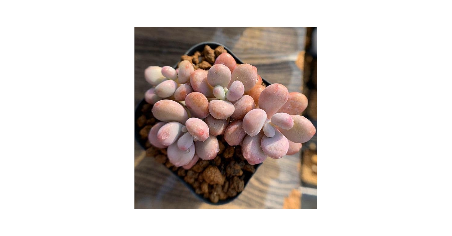 Amazon.co.jp: 農園直売 多肉植物 寄せ植え 膵臓のたまご（3-4頭