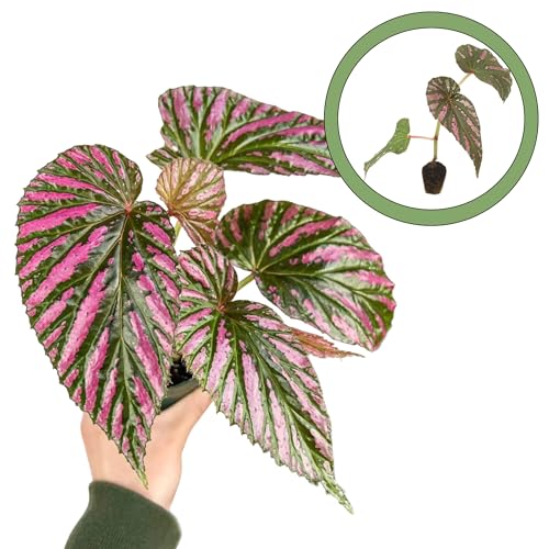 Begonia Brevirimosa subsp Exotica Starter Plant