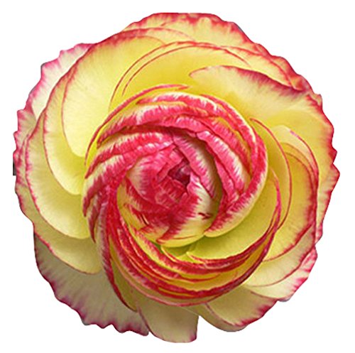 Futaba Ranunculus-Persian Buttercup - Yellow, Red side - 20 Pcs-image-42