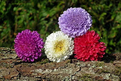 Cemeha Seeds - Aster Pompon Mix Annual Flowers For Planting #TOP7