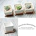 Greenaholics Succulent Plant Pots - 3.54 Inch Small Ceramic Square Planter Containers for Flowers or Cactus with Drainage Hole and Bamboo Tray - White Set of 3