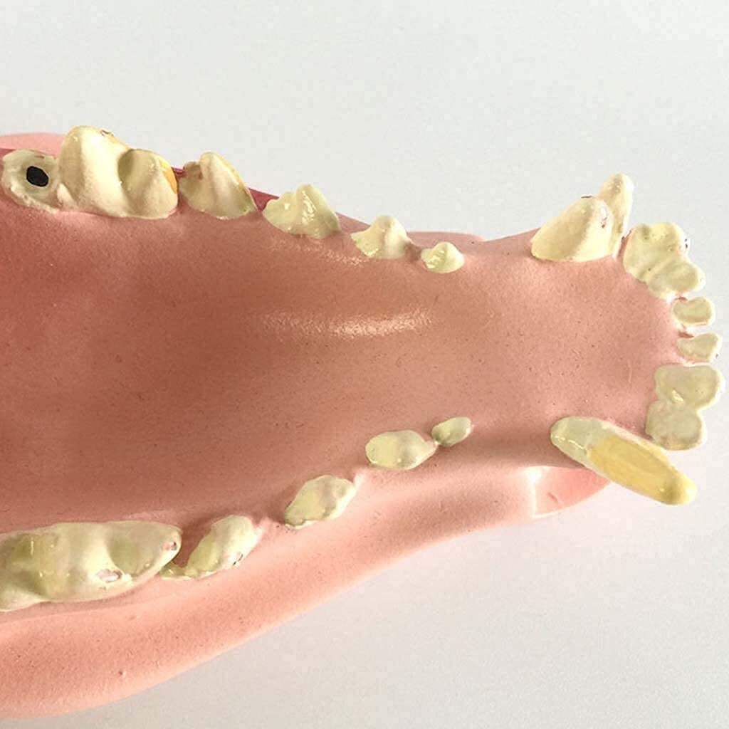 Model Anatomii, Narzędzia Do Nauki Psa Szczęka Anatomiczny Model Psa Patologia Stomatologiczna Anatomia Kompatybilna Z Nauczaniem Medycznym (7 X 6 X 11 Cm)