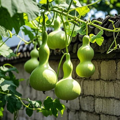 semillas de calabaza de botella - Decoración resistentes invierno balcón parterres jardín 15pcs